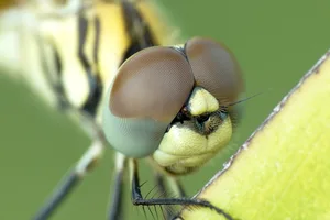 Libellen haben zwei Flügelpaare. Das befähigt sie zu abrupten Richtungswechseln und zum Stillstand in der Luft. Einige Arten fliegen sogar rückwärts. Libellen sind ungiftig und können nicht stechen. (Bild Pexels / Pixabay)