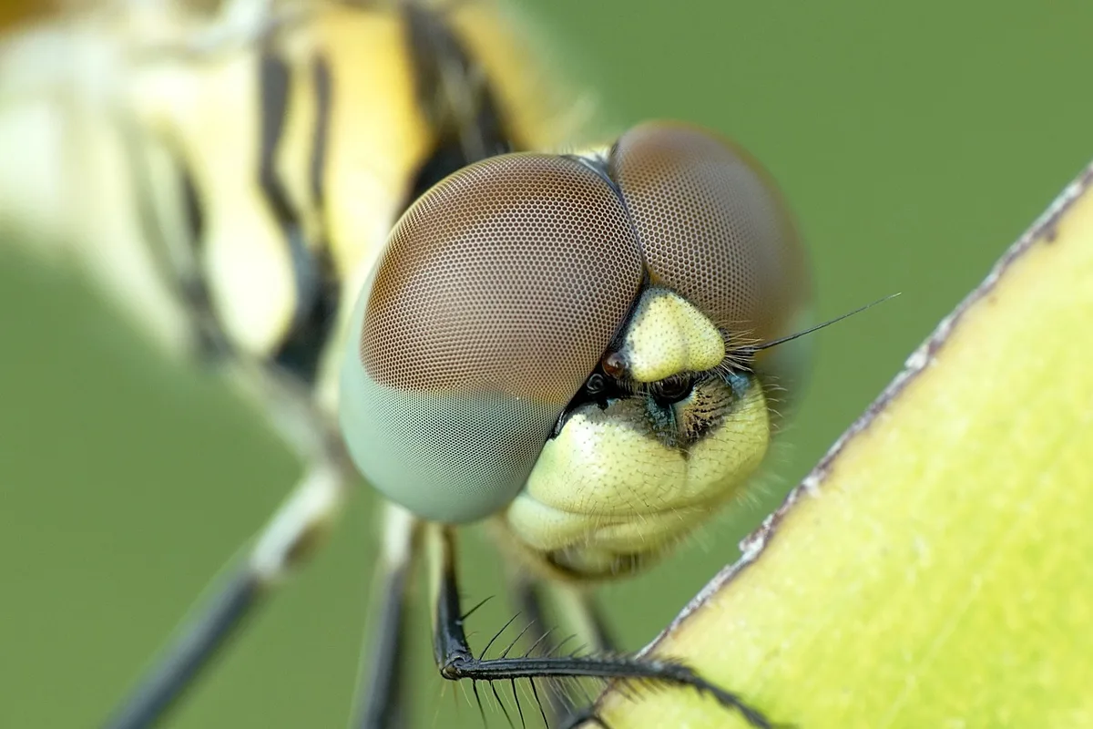 Libellen haben zwei Flügelpaare. Das befähigt sie zu abrupten Richtungswechseln und zum Stillstand in der Luft. Einige Arten fliegen sogar rückwärts. Libellen sind ungiftig und können nicht stechen. (Bild Pexels / Pixabay)