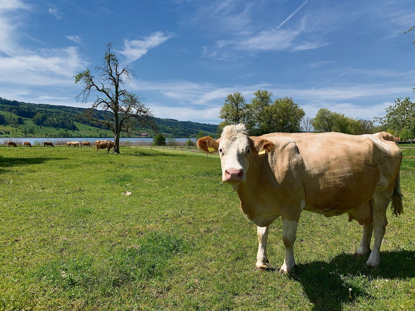 Im Kanton Luzern sollen künftig mehr Flächen biologisch bewirtschaftet werden. Das Bild zeigt weidende Mutterkühe am Baldeggersee.