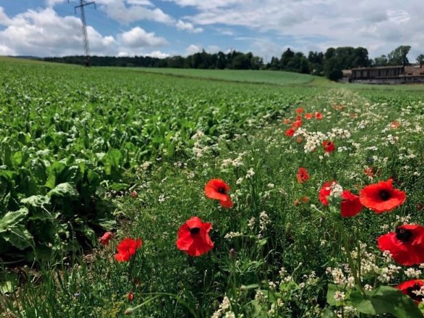 Rübenanbau soll bienenfreundlicher werden