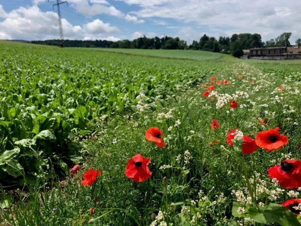 Rübenanbau soll bienenfreundlicher werden