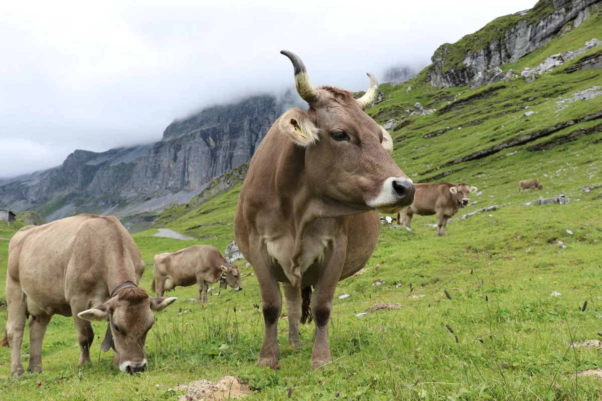 milchviehalp «Kühe, die im Sommer auf der Alp sind, müssen im Winter auch in den Auslauf»