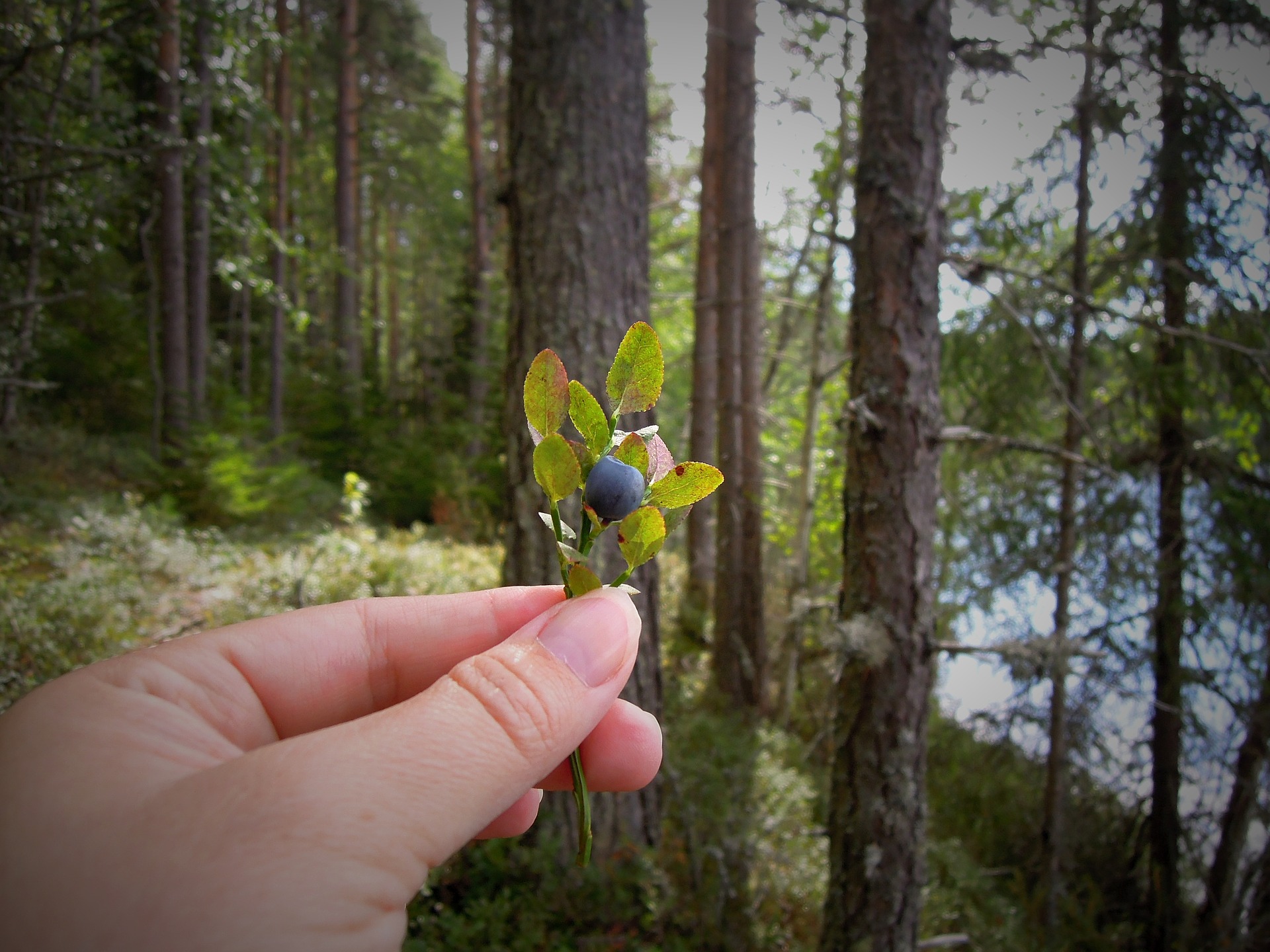 Es handle sich um eine weiträumiges Massenvorkommen, so die Forschenden. Das bedroht diverse Wildbeeren und -früchte im Wald und damit die Tiere, die davon leben.  (Bild Pixabay)