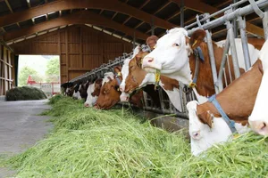 Rinder weisen zwar eine gewisse Empfänglichkeit für das Coronavirus auf, können es jedoch nicht auf den Menschen übertragen. (Bild mw/lid)