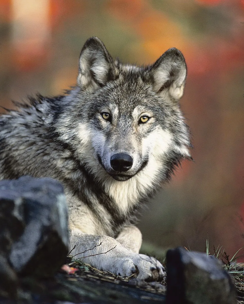 e7d8d4bb135ce994bbe87386ddc3cb44dd0563c3 Nach der Abstimmung vom 27. September 2020 ist klar: Der Wolf bleibt in der Schweiz vorerst umfassend geschützt. (Bild Pixabay)