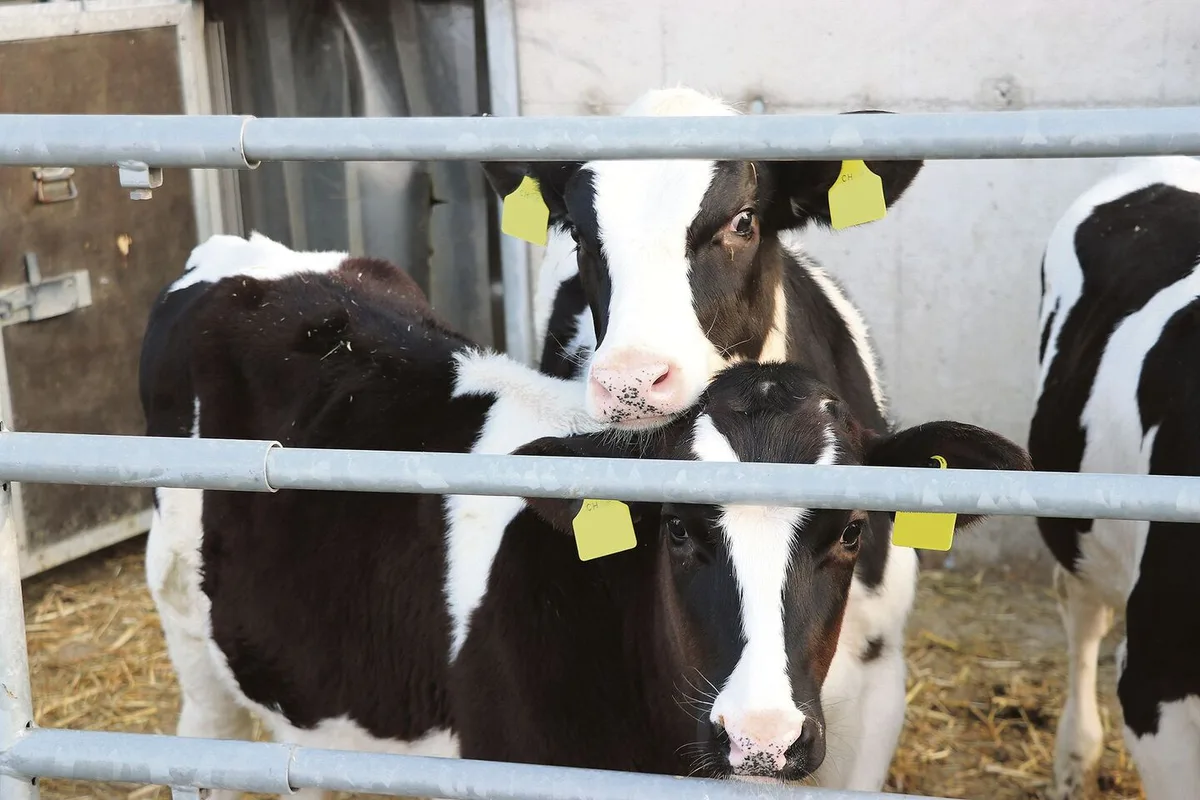 BVD hält sich trotz behördlichem Aufwand weiterhin hartnäckig