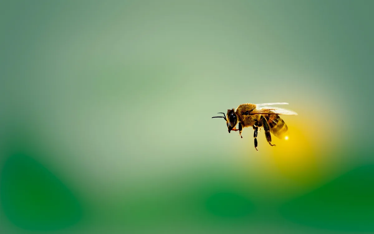 bee-g6f7788b3c_1920 Warum brauchen wir Bienen?