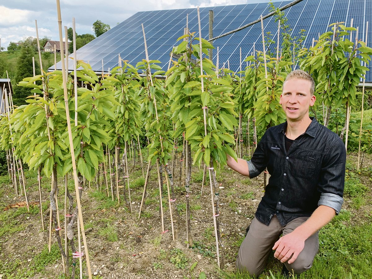 Reto Diener mit selber veredelten Bäumen der Sorte Webers Sämling. Die Früchte seien ideal für Kirschenkonfi.