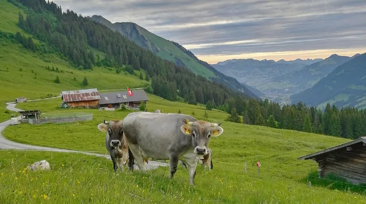 97165a1389a9a618d56d3e5560e58ea5ffa882b1 Die Halbschwestern Ulme und Bambi geniessen die Zeit auf der Alp auch. (Bild Toni Bergmann)