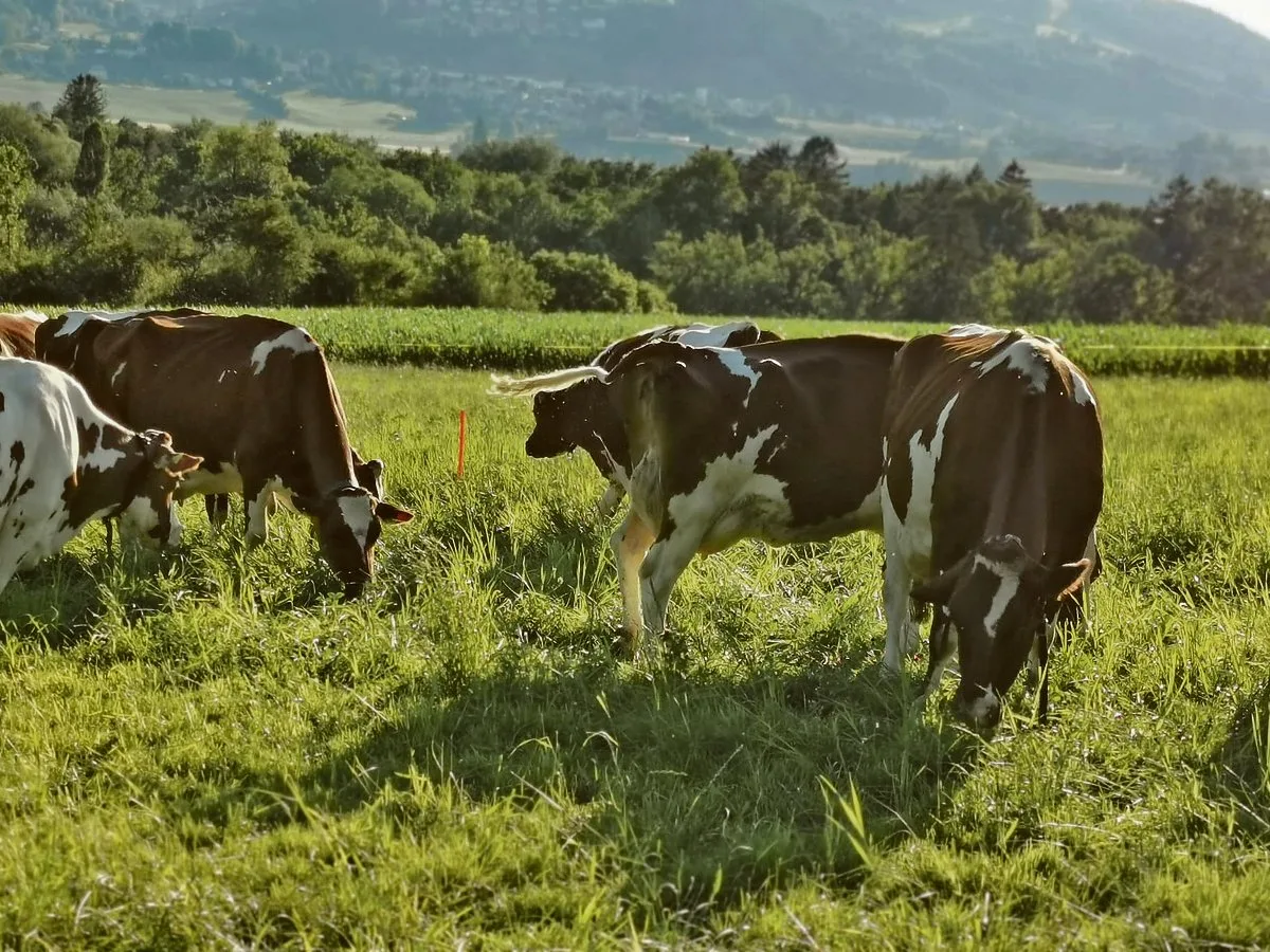 Die Zahl der weiblichen Red-Holstein-Tiere nimmt weiter ab. Gegenüber dem Vorjahr noch einmal um 5155 Stück.