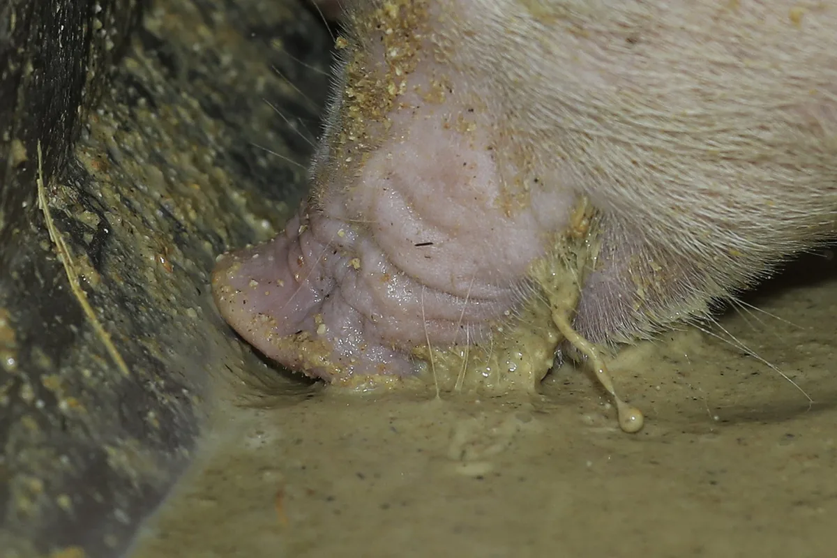 Hühner und Schweine sollen wieder tierische Eiweisse erhalten