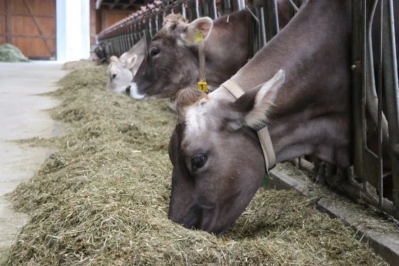 TMR_rae Weniger Ammoniak bei gleicher Milchleistung dank weniger Protein im Futter