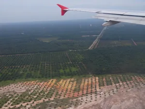 In einigen asiatischen Ländern prägen Palmöl-Plantagen die Landschaft. (Bild lid)