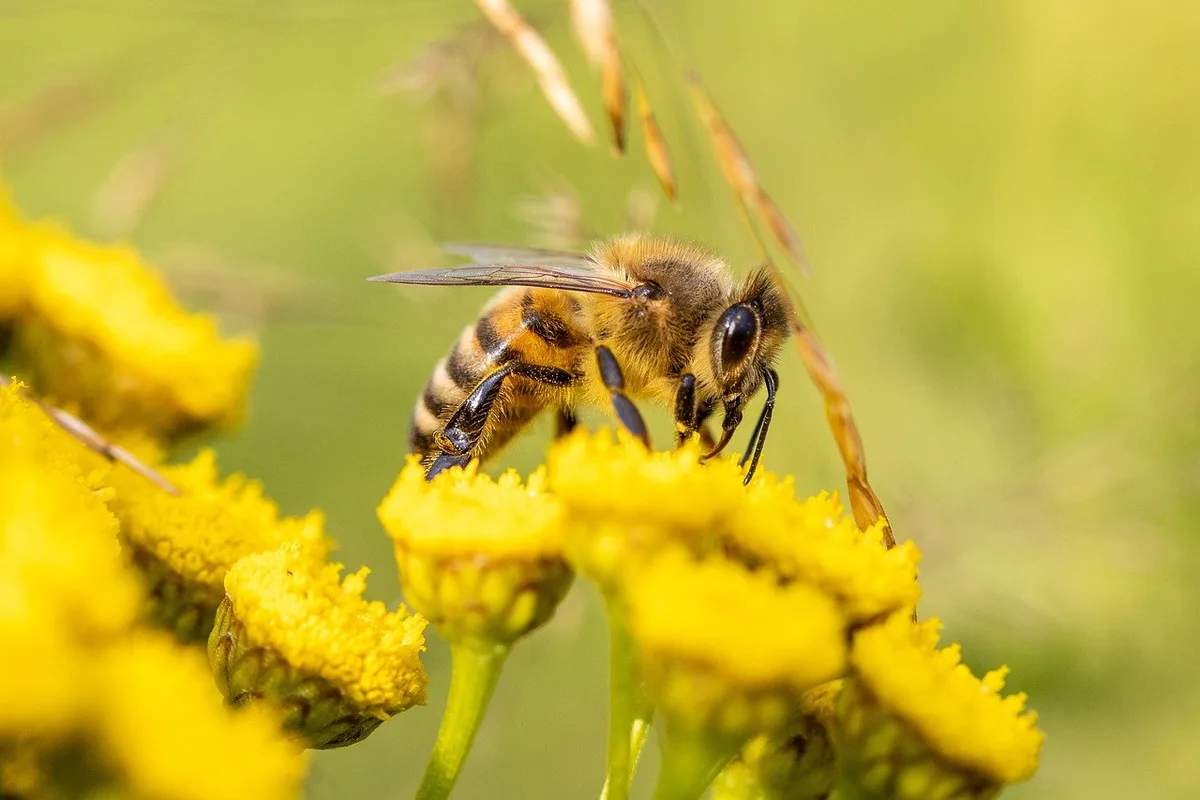 honey-bee-g4709c0b35_1280 Demeter verzichtet in der Schweiz auf den Einsatz von Spinosad