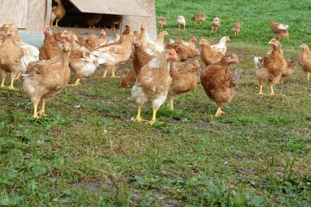 P2070253 Vogelgrippe erreicht die Schweiz – welche Schutzmassnahmen sind jetzt wichtig?