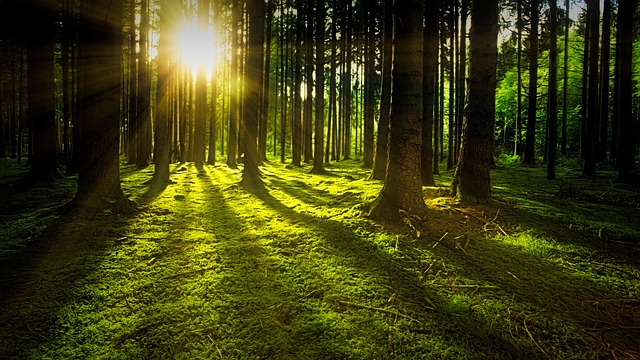 Wenn ein Baum in den ersten 25 Jahren schneller wächst, stirbt er viel früher als die langsam wachsenden Artgenossen. (Bild pixabay)