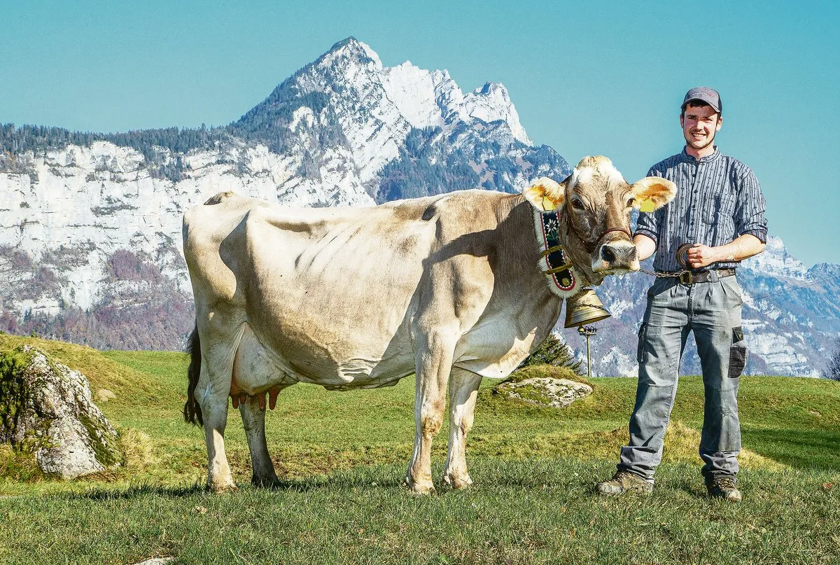 a56e9a92736a5e1035c25b2e5f6bf984a12ce306 Roland Kamms Sohn Mirco und Torello Veronica, die die Marke von 100 000 kg Milchleistung geknackt hat. (Bild Braunvieh Schweiz)
