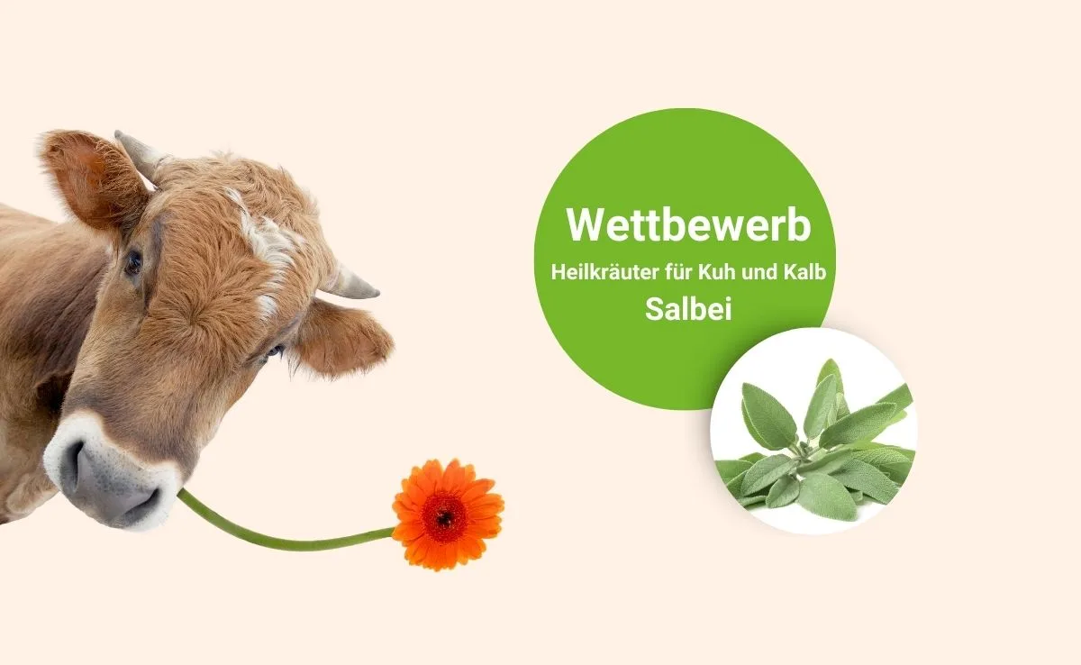 Vorlage Salbei: Wozu hilft der Rauch im Stall?