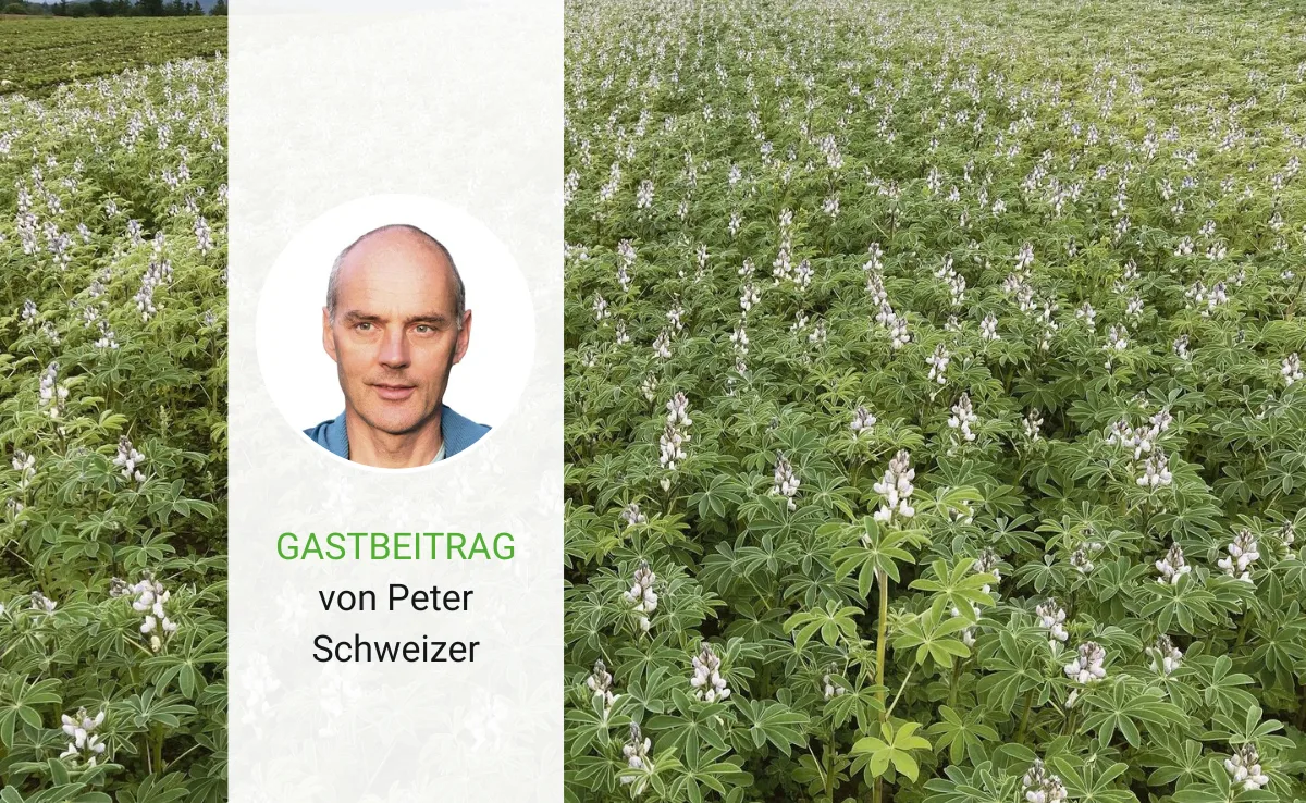 Ein Grossversuch mit Potenzial zum Nachjustieren