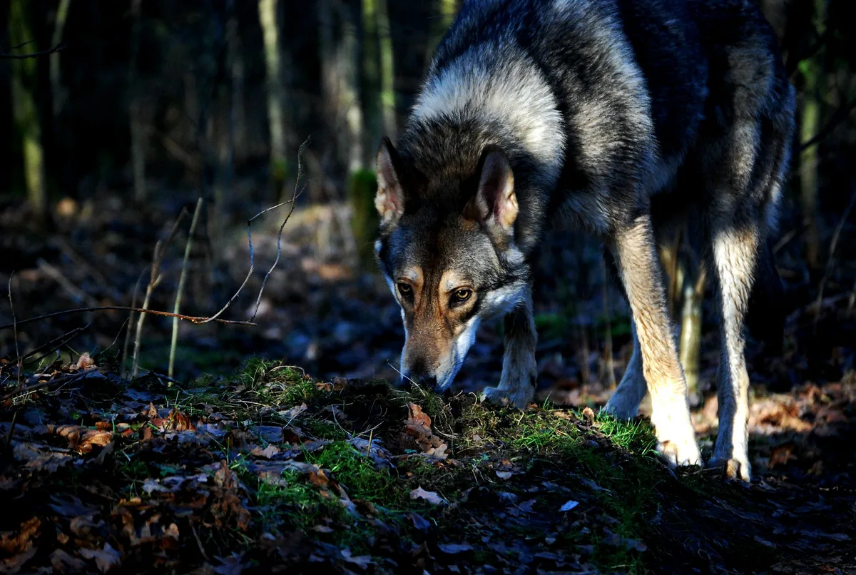 08a2afdc366914b27f825cb9f9d2effb32b92e3a Der Wolf soll im Kanton Schwyz ausgerottet werden, lautete ein Antrag an der DV letzten Freitag. (Bild A.S./pixelio.de)
