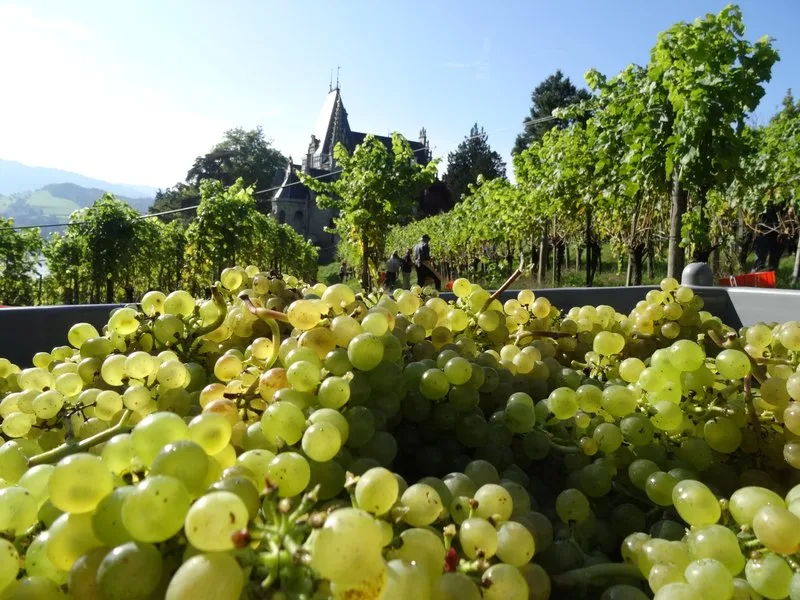 164ce65bb977d90a1371d3382a469280e474ed4b Die Schweizer Weinbranche kämpft neben der Corona-Krise auch noch immer mit der grossen Ernte von 2018. (Bild BauZ)