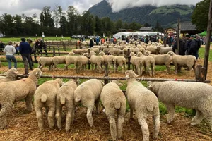 Schafe, so weit das Auge reicht: Tiere der Rasse Weisses Alpenschaf an der Latte der Urner Kantonalen Kleinviehschau.