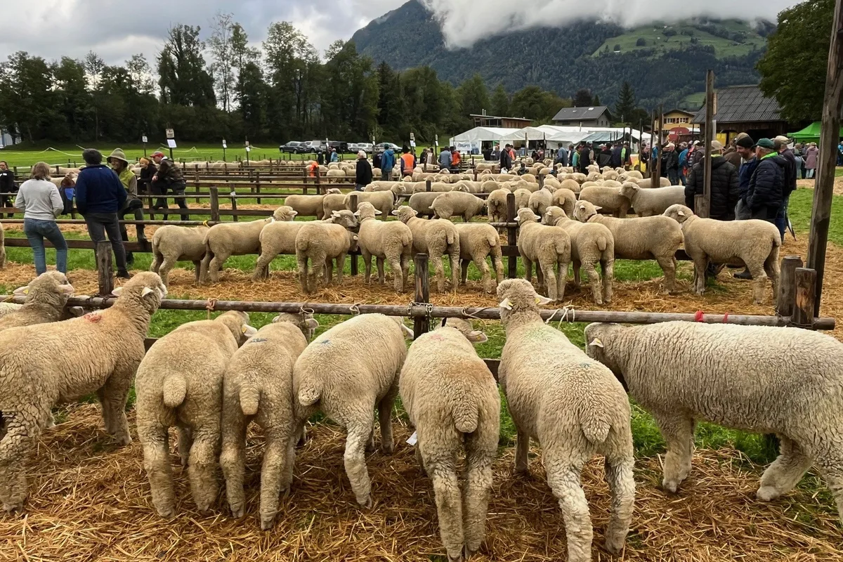 Grosser Freudentag für die Urner Kleinviehzüchter