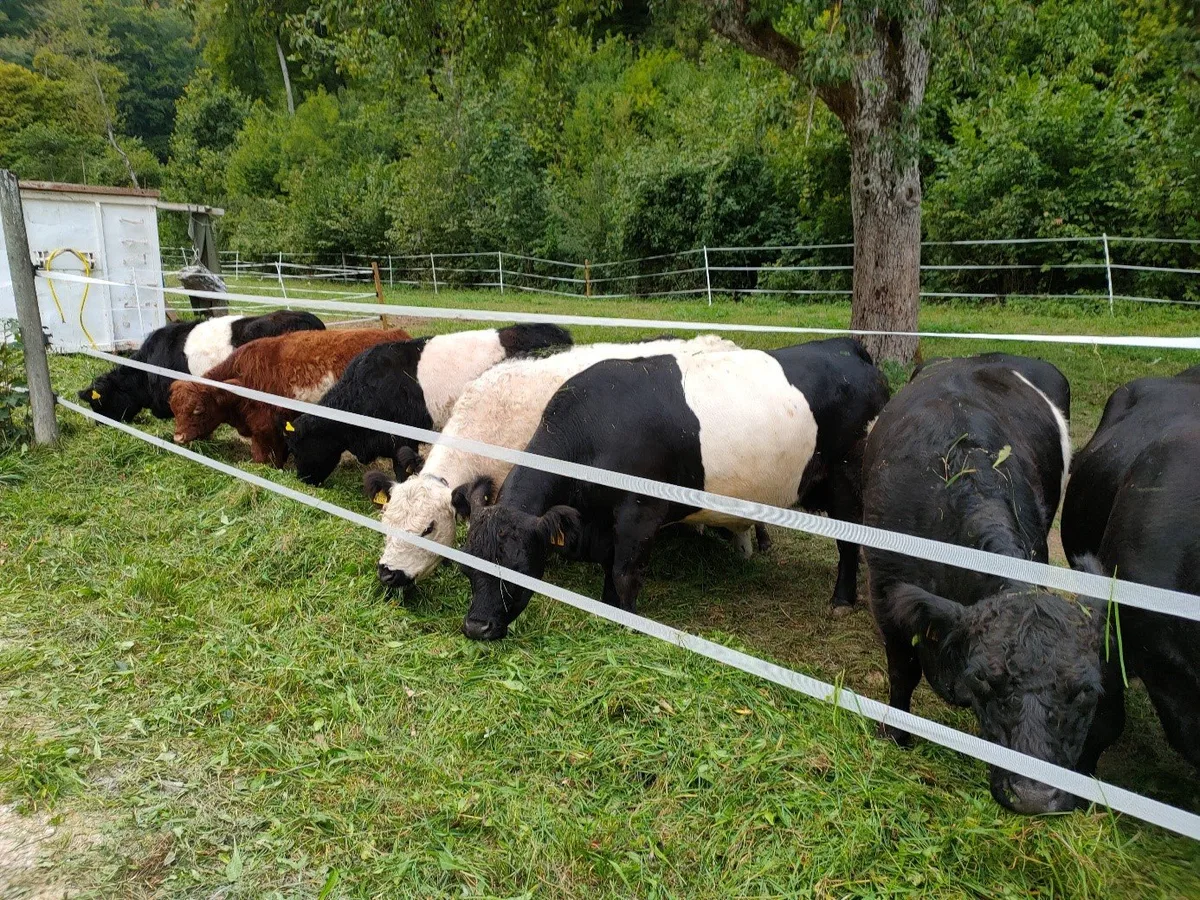 Farcis wollen einen Hof gründen – aber das ist gar nicht so einfach
