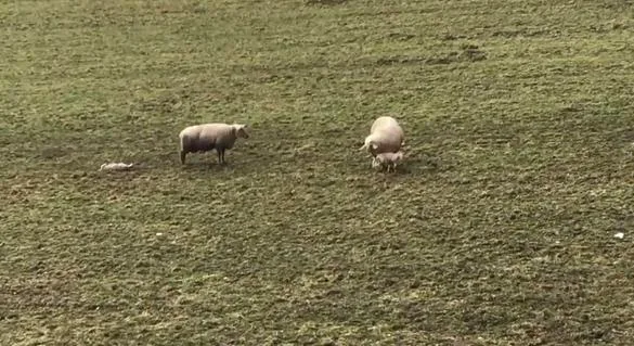 330bfb272d60a3bc5c24aef70562a2dd1977a672 Ein Bauer aus Kölliken AG soll ein schwaches Lamm nach der Geburt liegen gelassen haben. (Bild Screenshot 20 Minuten)