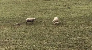Ein Bauer aus Kölliken AG soll ein schwaches Lamm nach der Geburt liegen gelassen haben. (Bild Screenshot 20 Minuten)