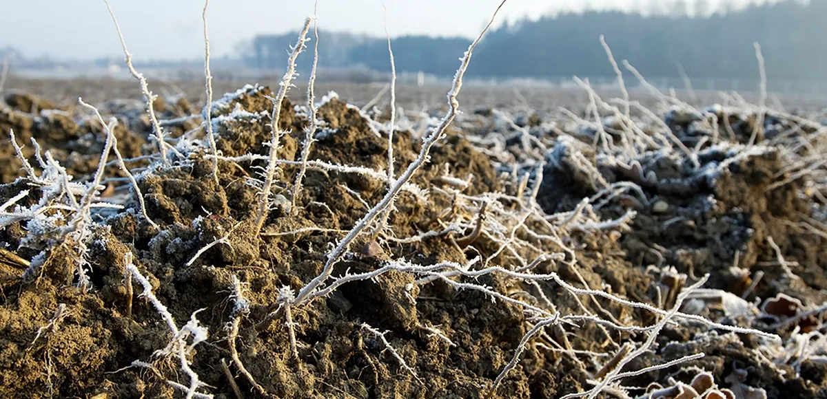 mykorrihiza-agroscopejpg Kommerzielle Produkte mit Mykorrhiza konnten nicht überzeugen