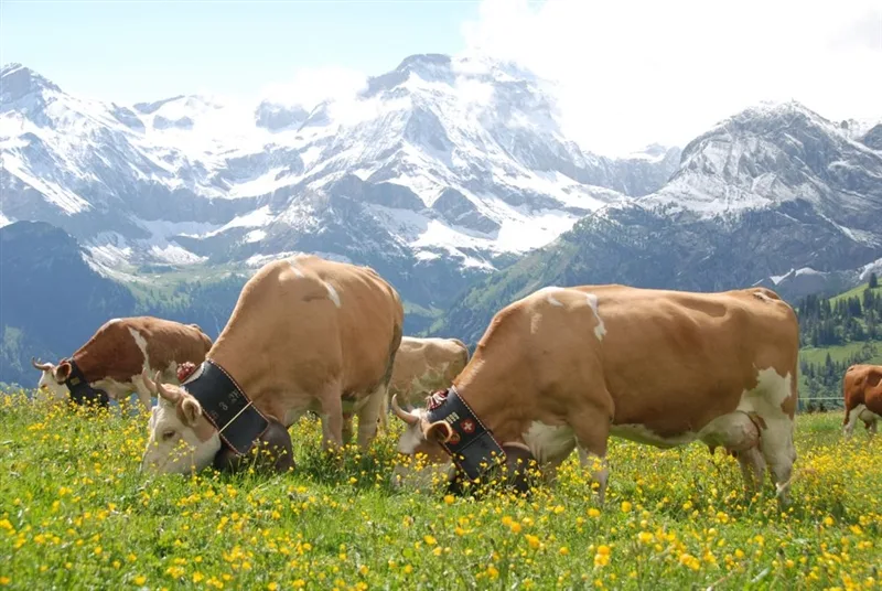 Milchkühe sind im November teurer geworden. (Bild: Peter Fankhauser)
