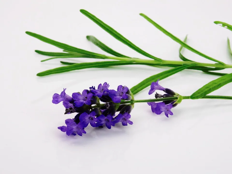 lavender-1573008_960_720 Das wirkt gegen Fliegen im Bauernhaus