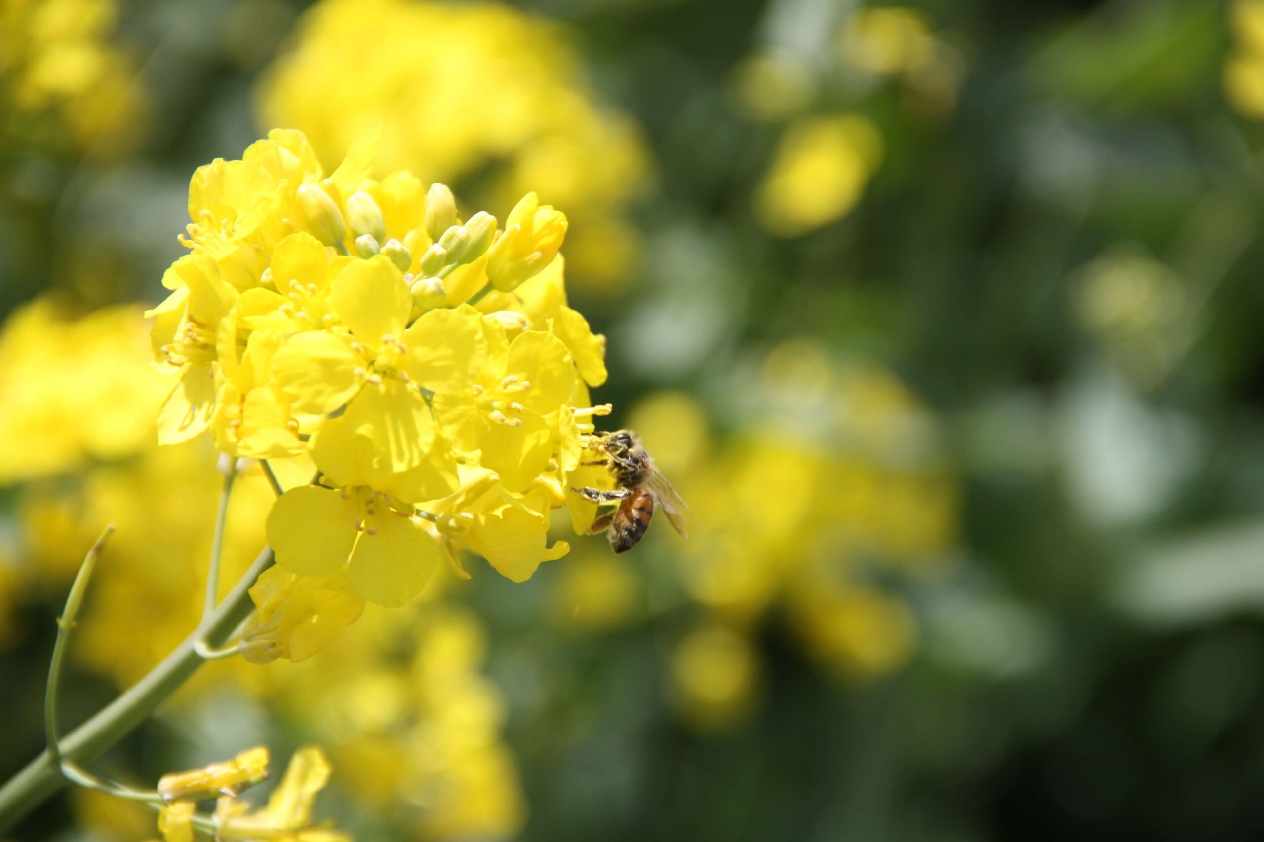 Honig- und Wildbienen haben unterschiedliche Lebensarten. (Bild aw)