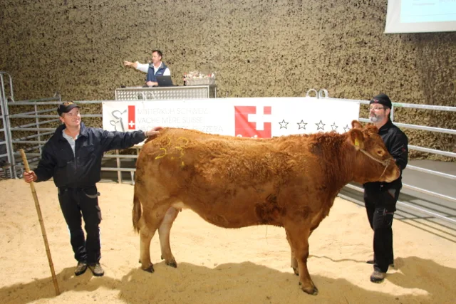 ea3782197d2310ea1a9f2c62fa77485445e361ed Die teuerste Tier des Abends war «Carmela», ein hochträchtiges Limousin-Rind von der Besitzerin Monika Wittwer aus Emdthal. (Bild Hans Rüssli)