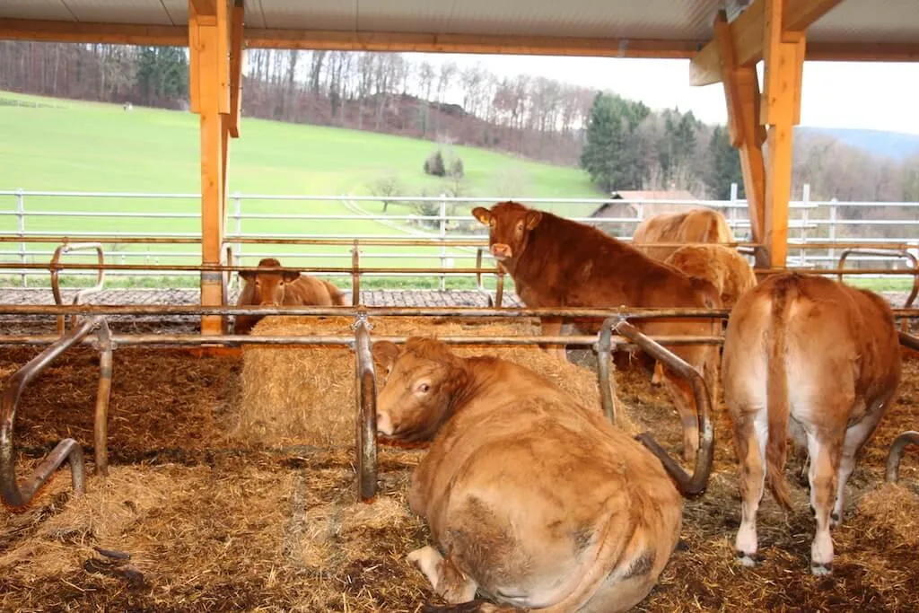 7ffa068e945e5b15325555d5b3c81beb82ae3e2c Auf dem Schlachtkuhmarkt ist die Marktlage sehr gut. (Bild rü)