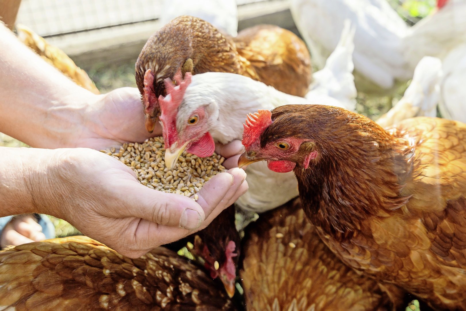 The farmer hand-feeds his hens with grain. Natural organic farming concept