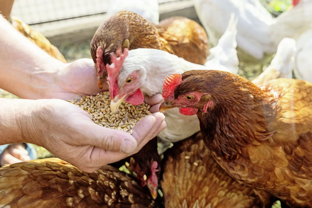 The farmer hand-feeds his hens with grain. Natural organic farming concept