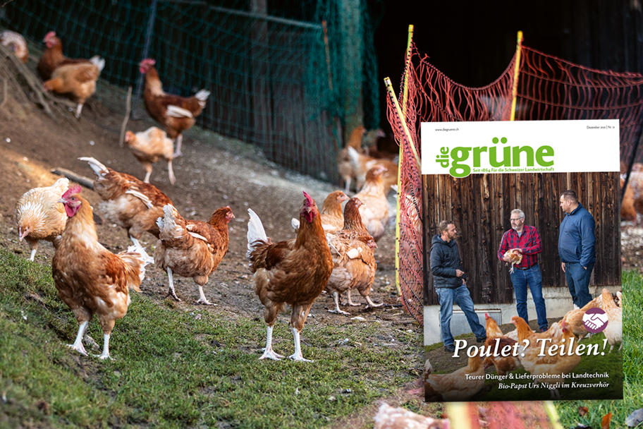 «die grüne» im Dezember 2021 - Poulet? Teilen!