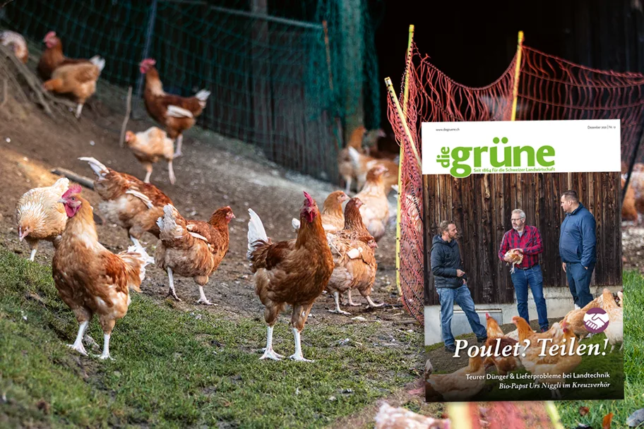 dg_21-12_3zu2_titelbild «die grüne» im Dezember 2021 - Poulet? Teilen!