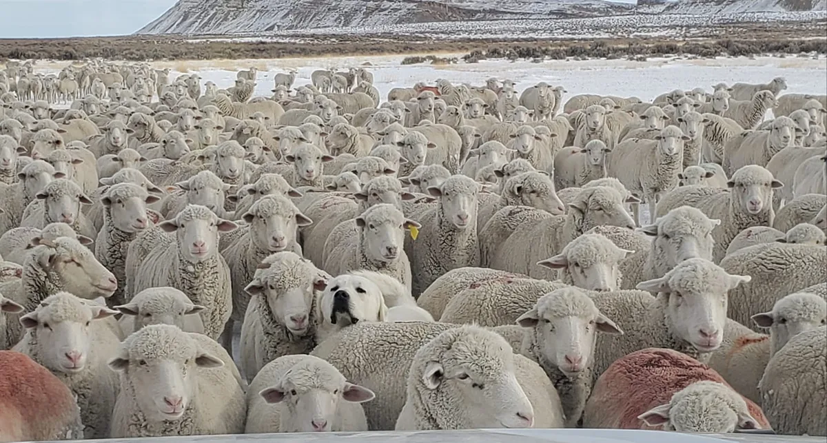9002eed31c5370bc3b91834198fee58cf81cc5ef Erkennen Sie das falsche Schaf? (Bild Jennifer Dutton)