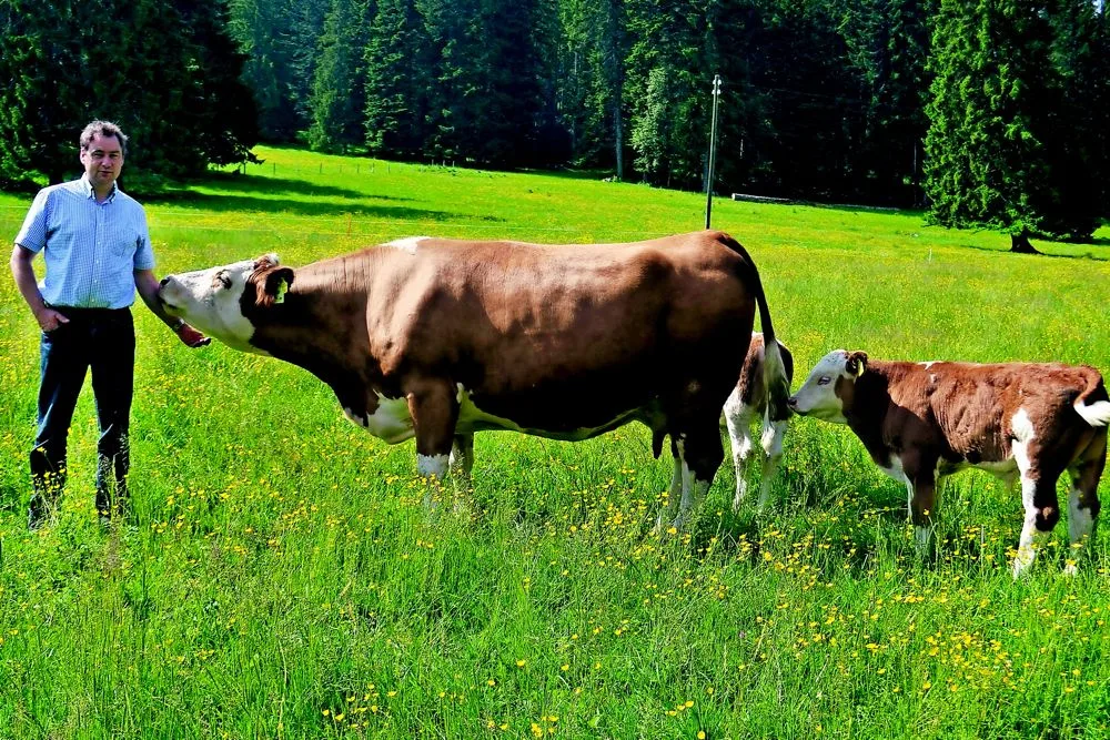 0f071e034e6cde84ae8ef2331b37f8d9d6eeffad Mathias Gerber bei seinen Mutterkühen, die im Sommer Tag und Nacht draussen sind. (Bild: Peter Fankhauser)
