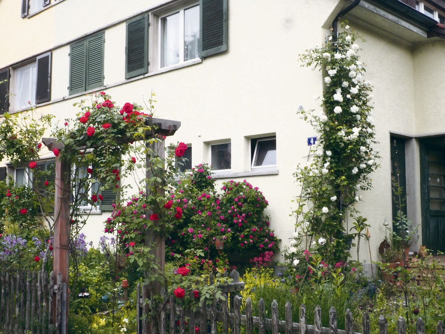 Ob an einem Rankbogen, an einer Fassade oder am Fallrohr: Kletterrosen bereichern das Gartenbild mit Blüten, Hagebutten und Düften.