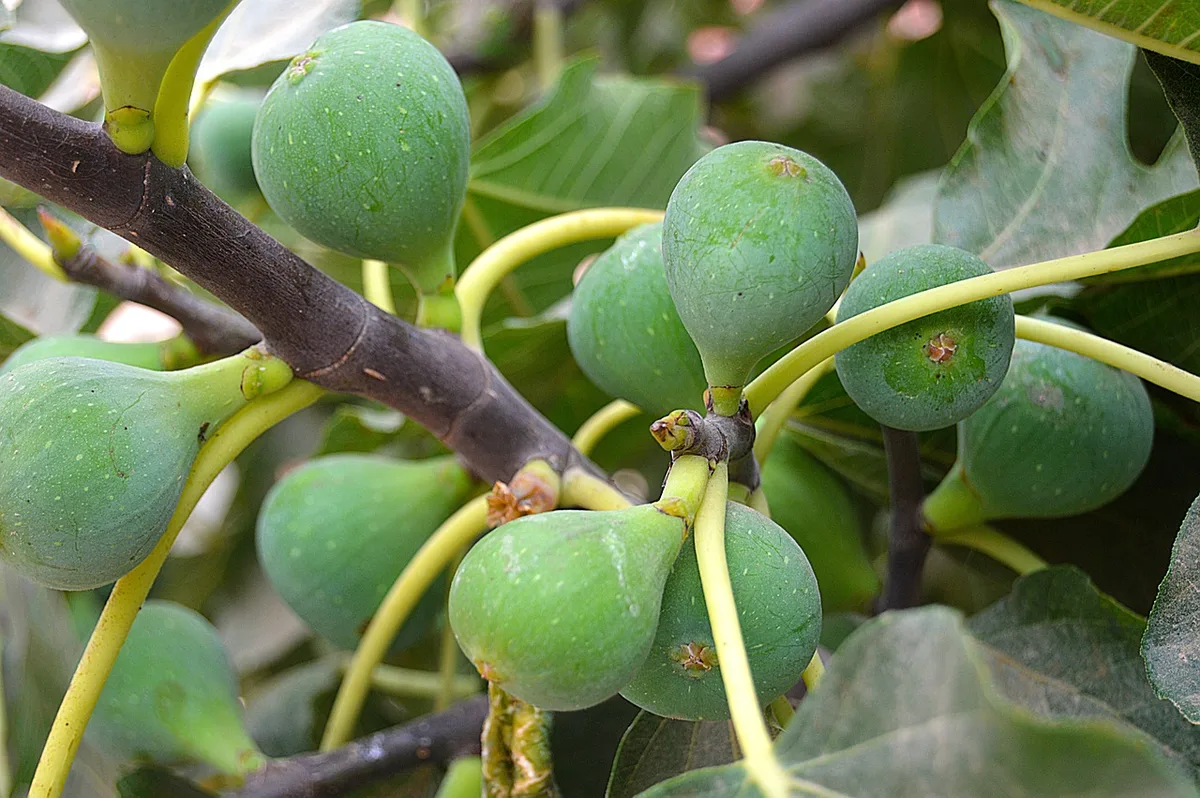DG_22-12_FA-pixabay Die Klimaerwärmung rückt Fruchtarten ins Interesse von Obst-Produzenten, welche bisher in der Schweiz selten angebaut wurden. Dazu gehören auch Feigen.