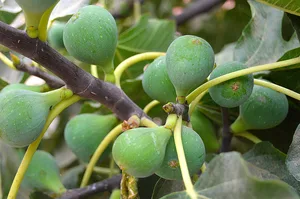 Die Klimaerwärmung rückt Fruchtarten ins Interesse von Obst-Produzenten, welche bisher in der Schweiz selten angebaut wurden. Dazu gehören auch Feigen.