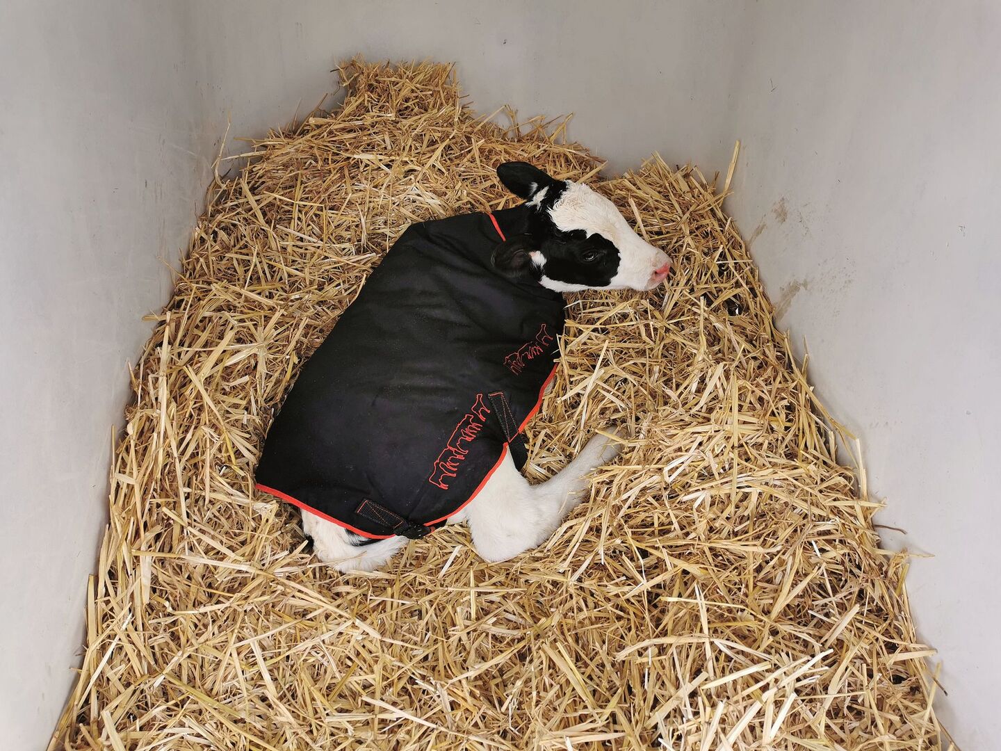 Ein Kalb liegt im Stroh und ist mit einer Decke zugedeckt.