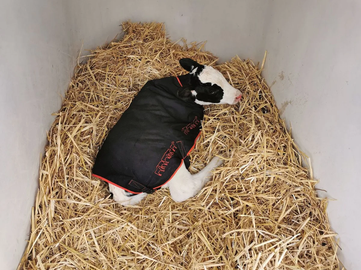 Ein Kalb liegt im Stroh und ist mit einer Decke zugedeckt.