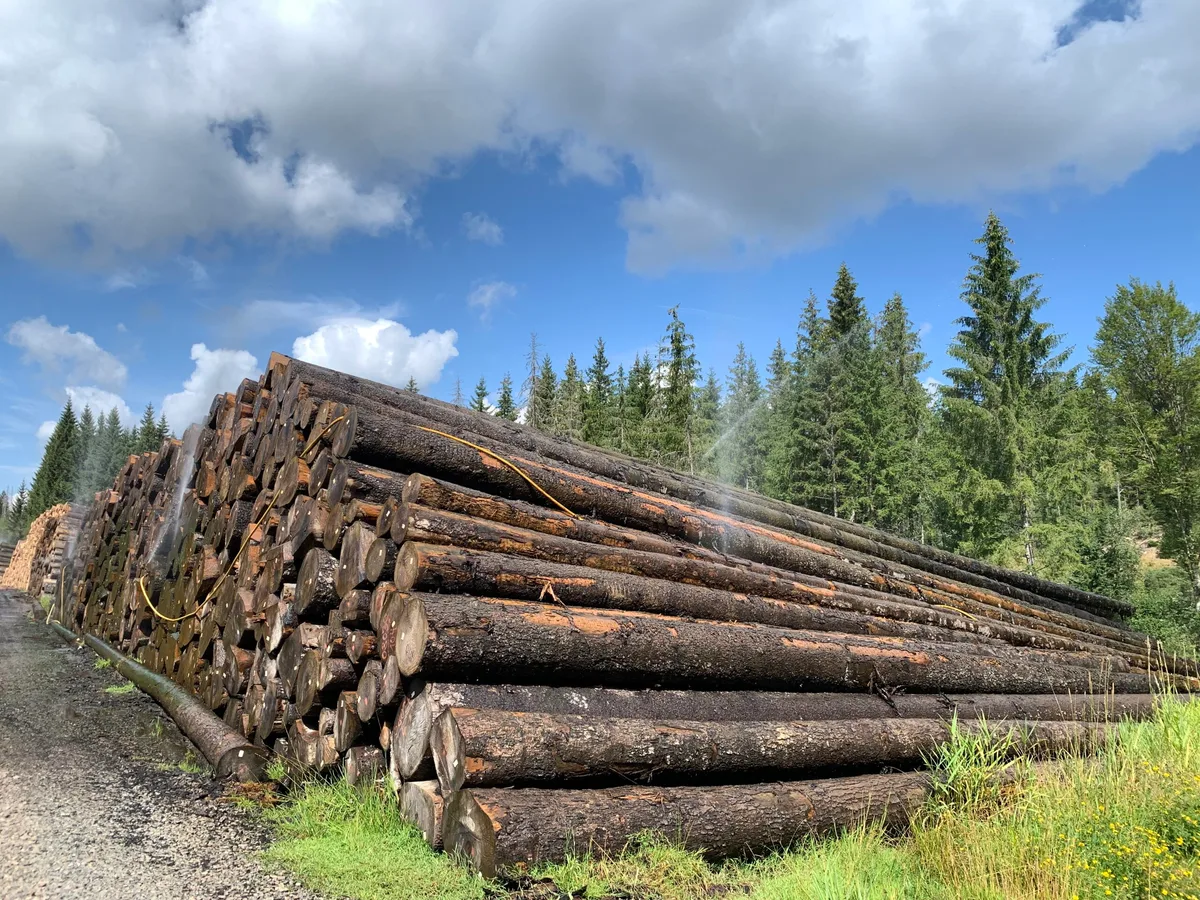 Die Holzlager, auch im Wald, seien derzeit gut gefüllt. Bis im Herbst wird eine hohe Nachfrage der Sägewerke erwartet, was zu einem Versorgungsdruck führen könnte, schreibt Wald Schweiz. 