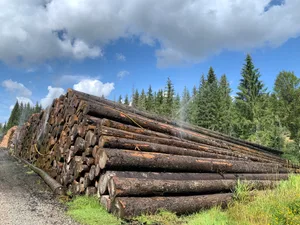 Die Holzlager, auch im Wald, seien derzeit gut gefüllt. Bis im Herbst wird eine hohe Nachfrage der Sägewerke erwartet, was zu einem Versorgungsdruck führen könnte, schreibt Wald Schweiz.