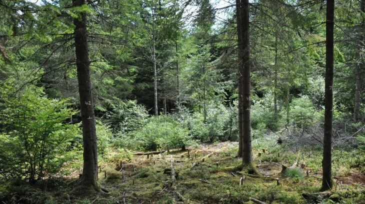 f0eb281c1a3f2d46f769e13b9ce22167a19df095 Die Resultate des 30-jährigen Experiments zeigen, dass ein weniger dicht gewachsener Wald besser mit Trockenheit umgehen kann. (Bild Alessandra Bottero)